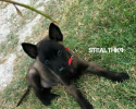 Texas Stealth K9 Kennel Club