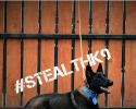 Texas Stealth K9 Kennel Club