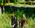 Texas Stealth K9 Kennel Club