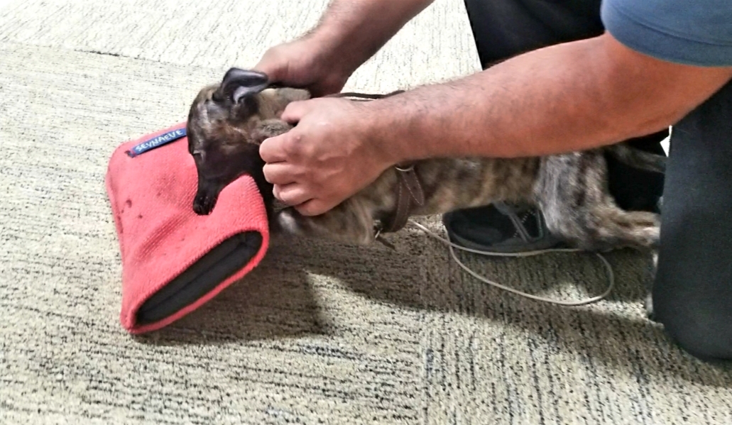 dog training