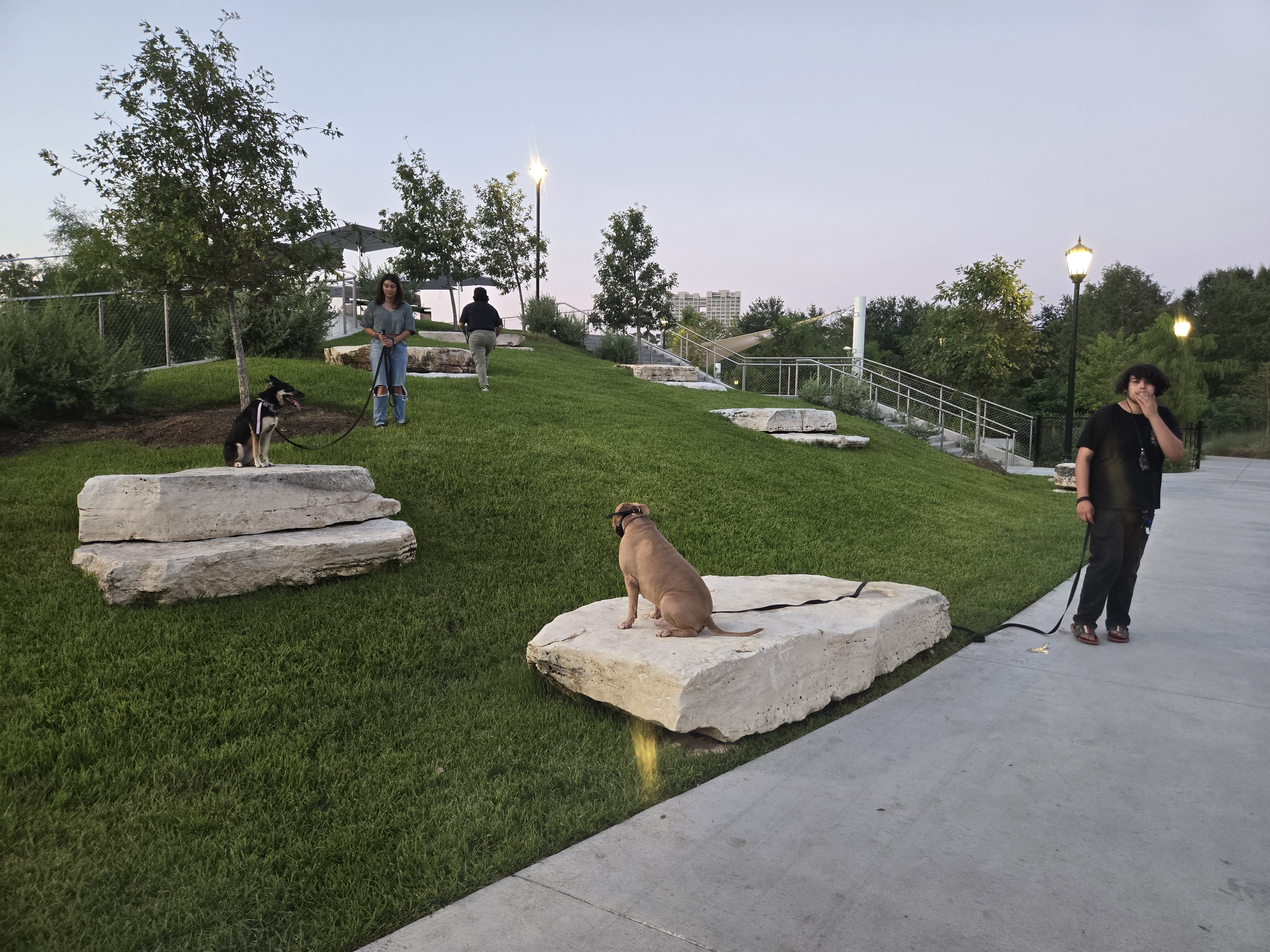 dogs practicing training commands with owners