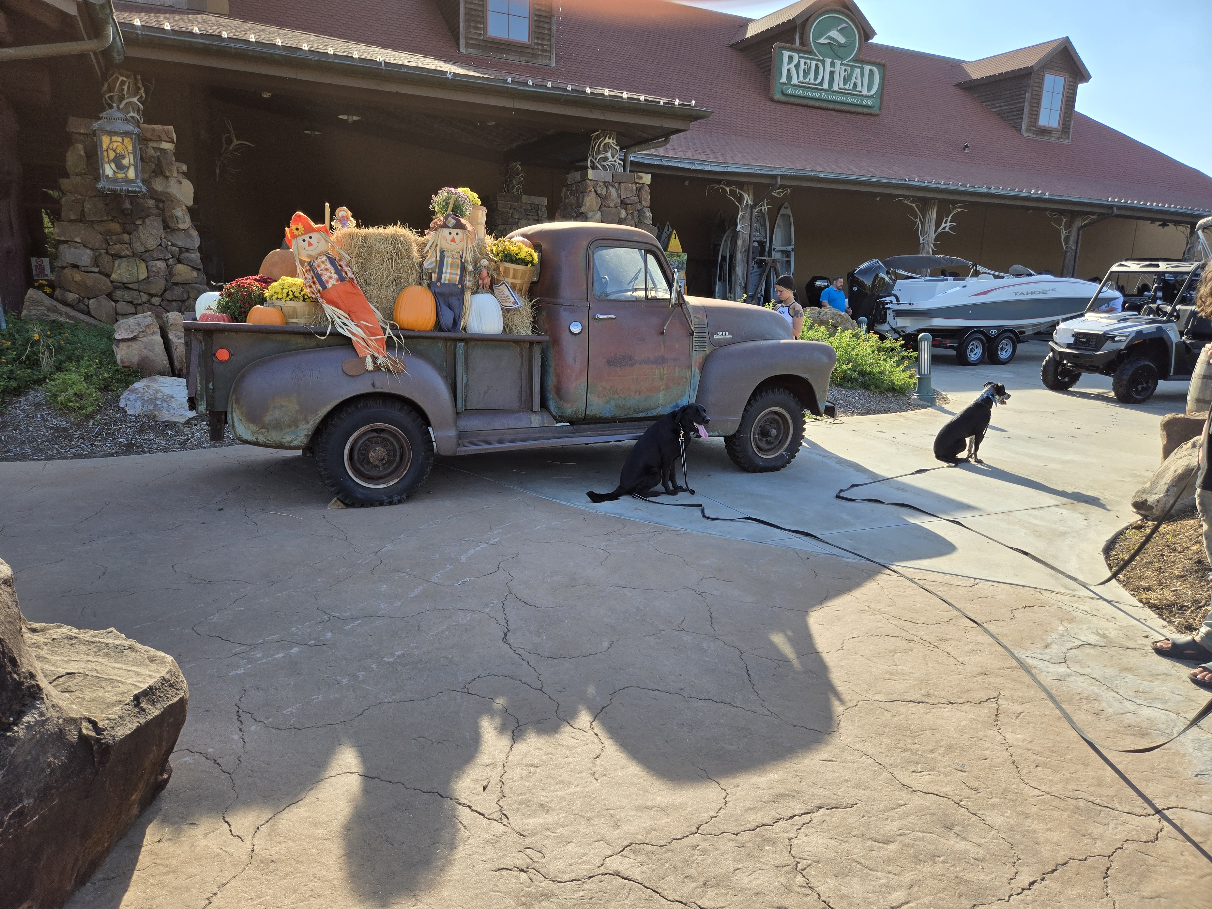 dogs practicing training commands at bass pro shops