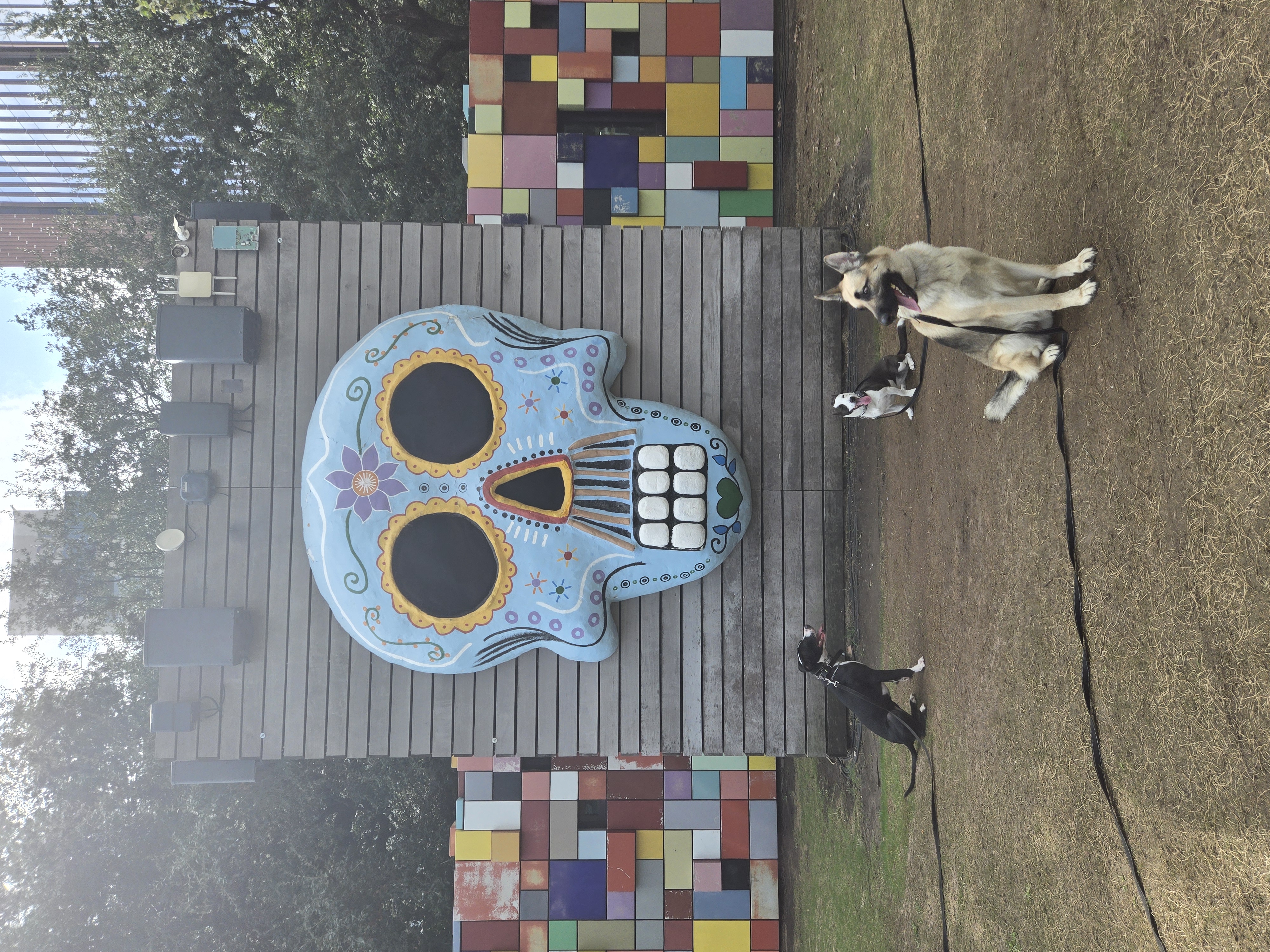 dogs sitting