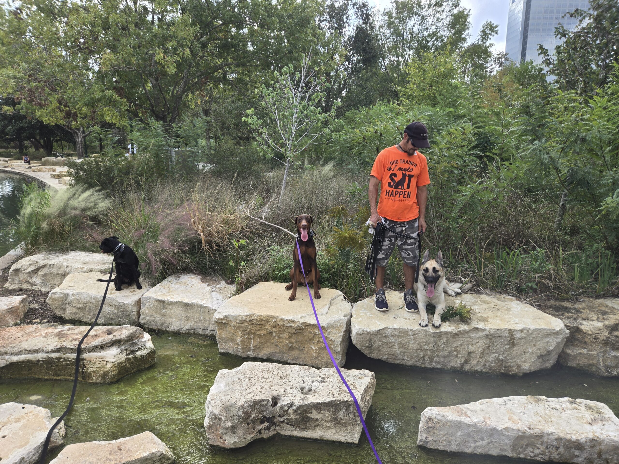 dogs training at park