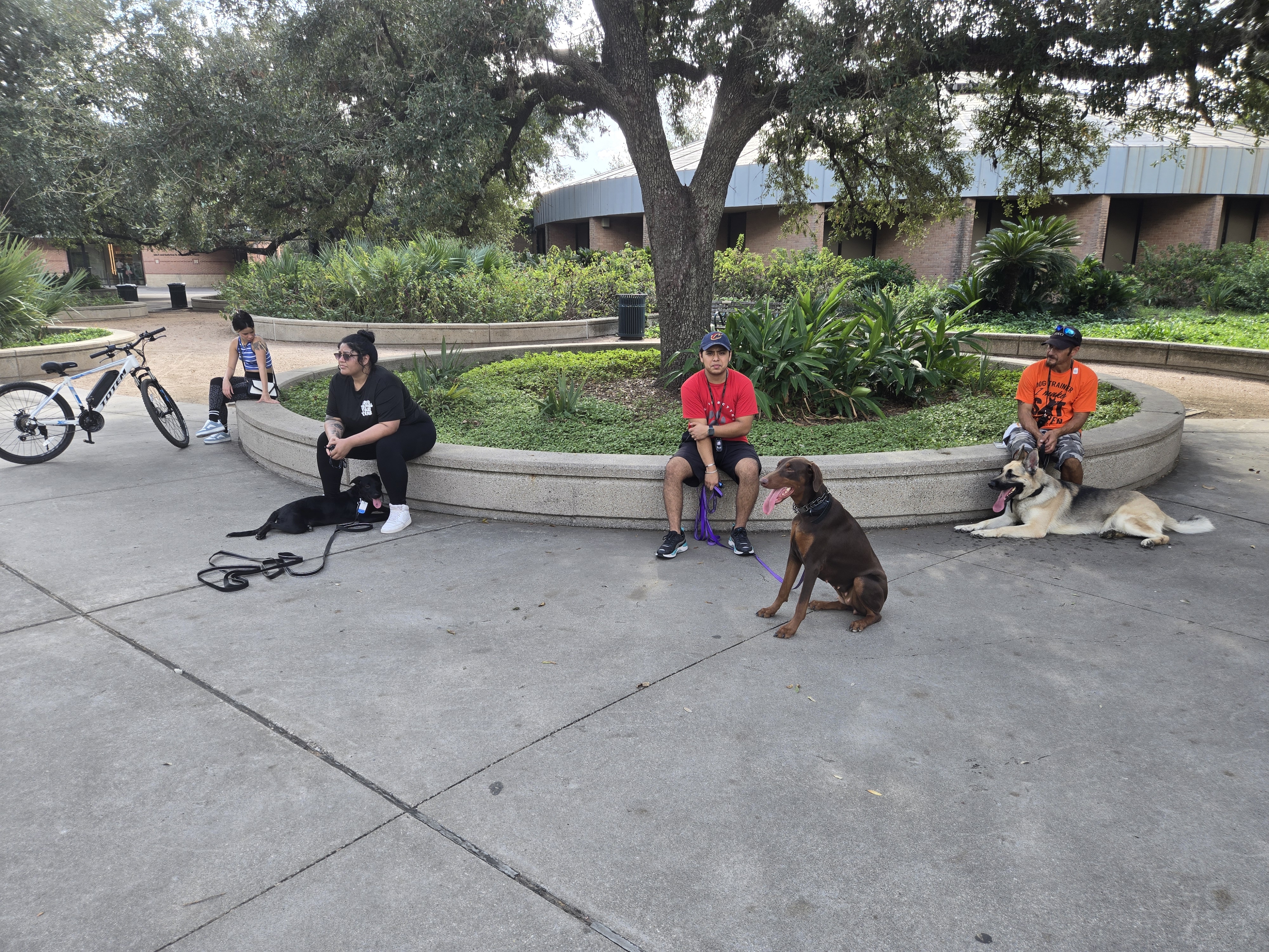 dogs training at park