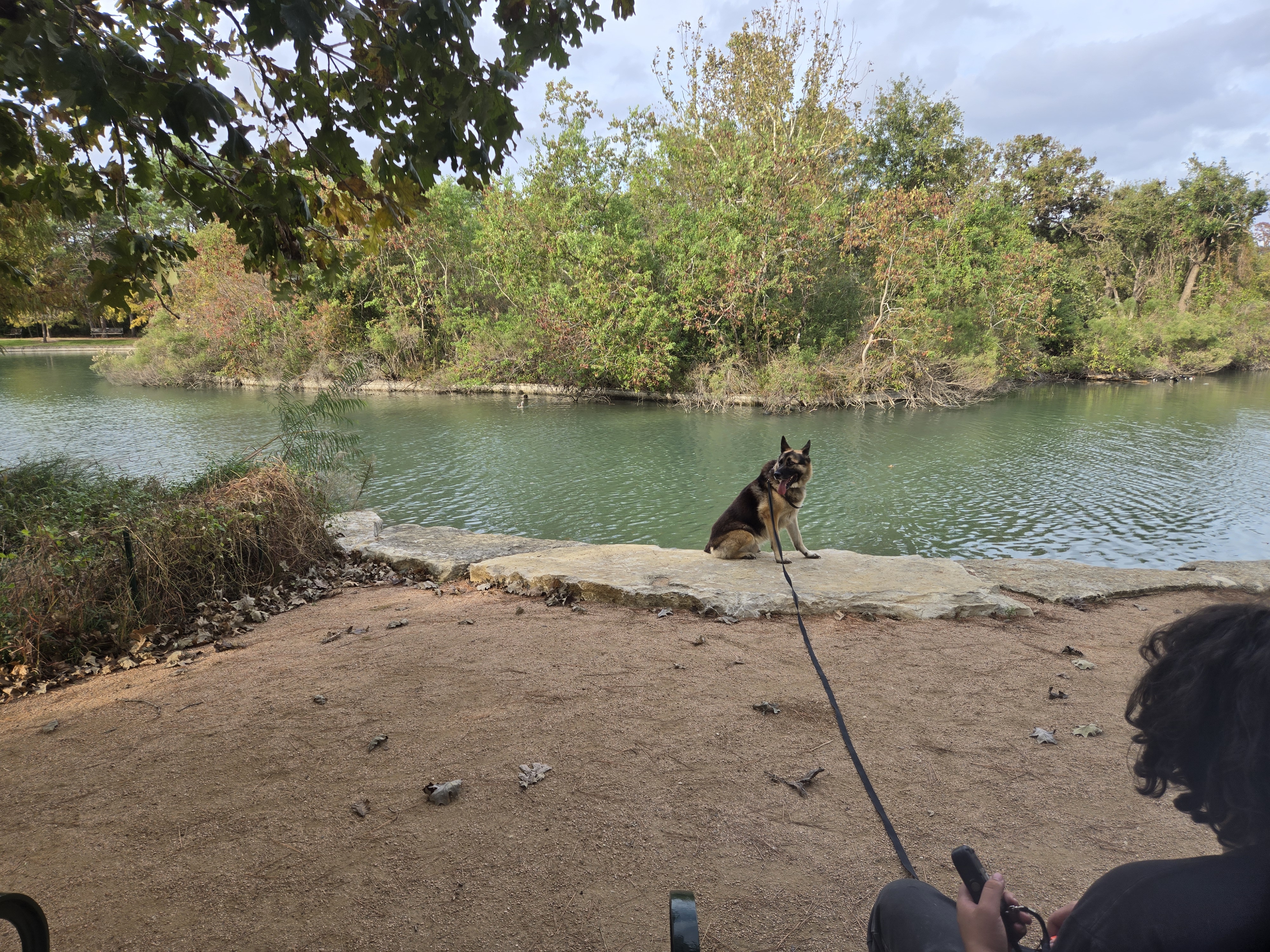 dog sitting by pond