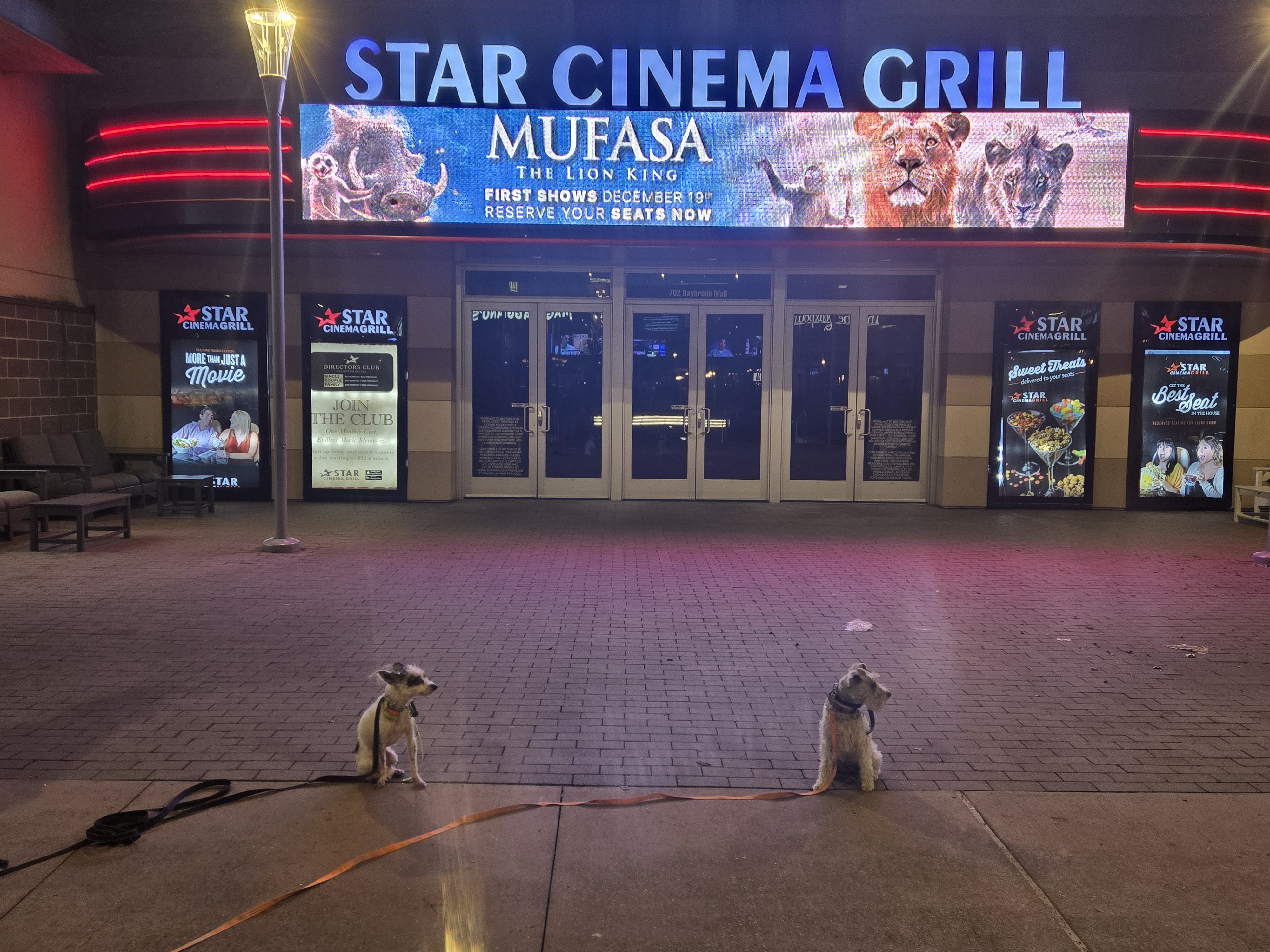 dogs practicing sit command outside theater
