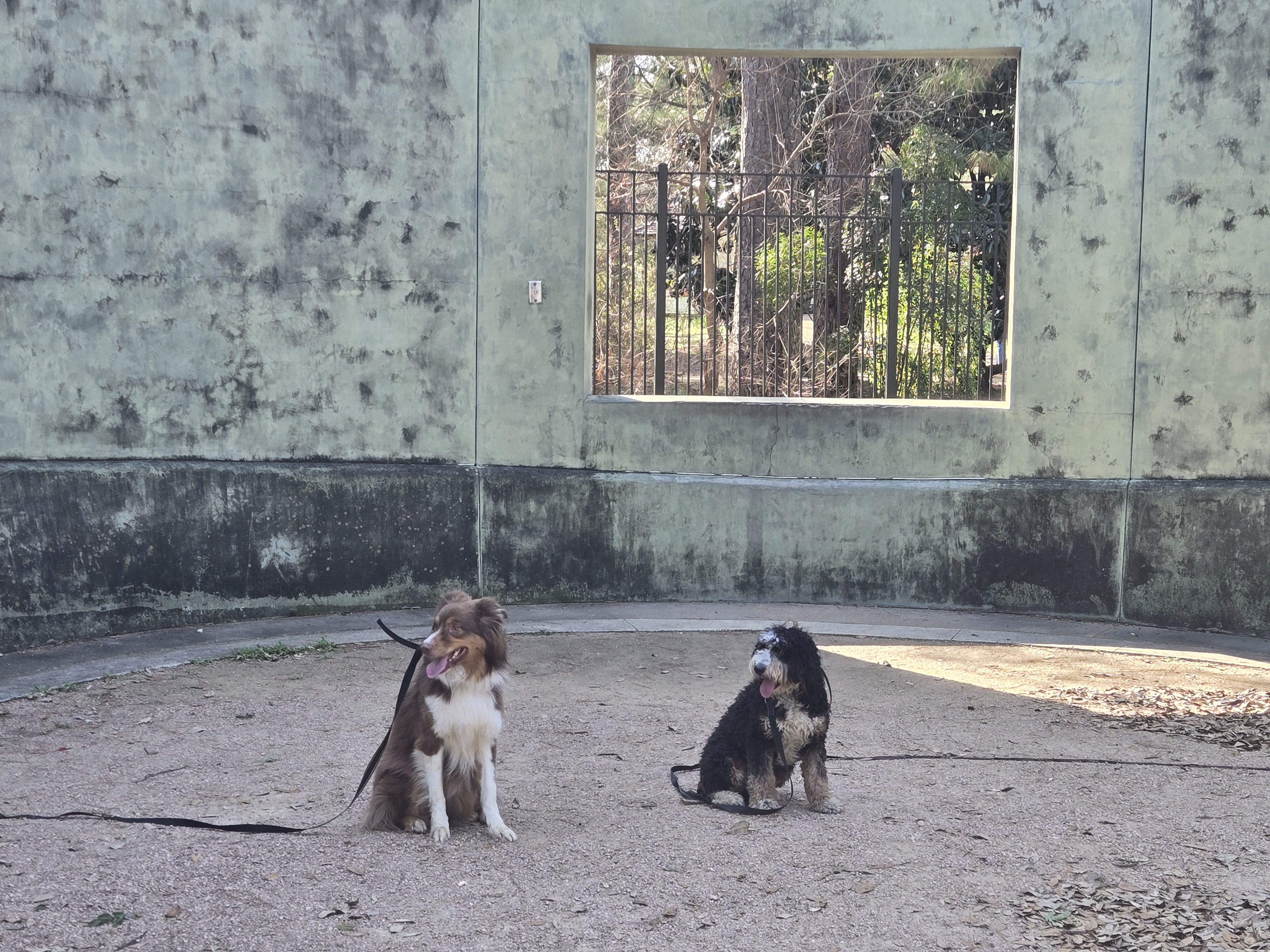 dogs sitting