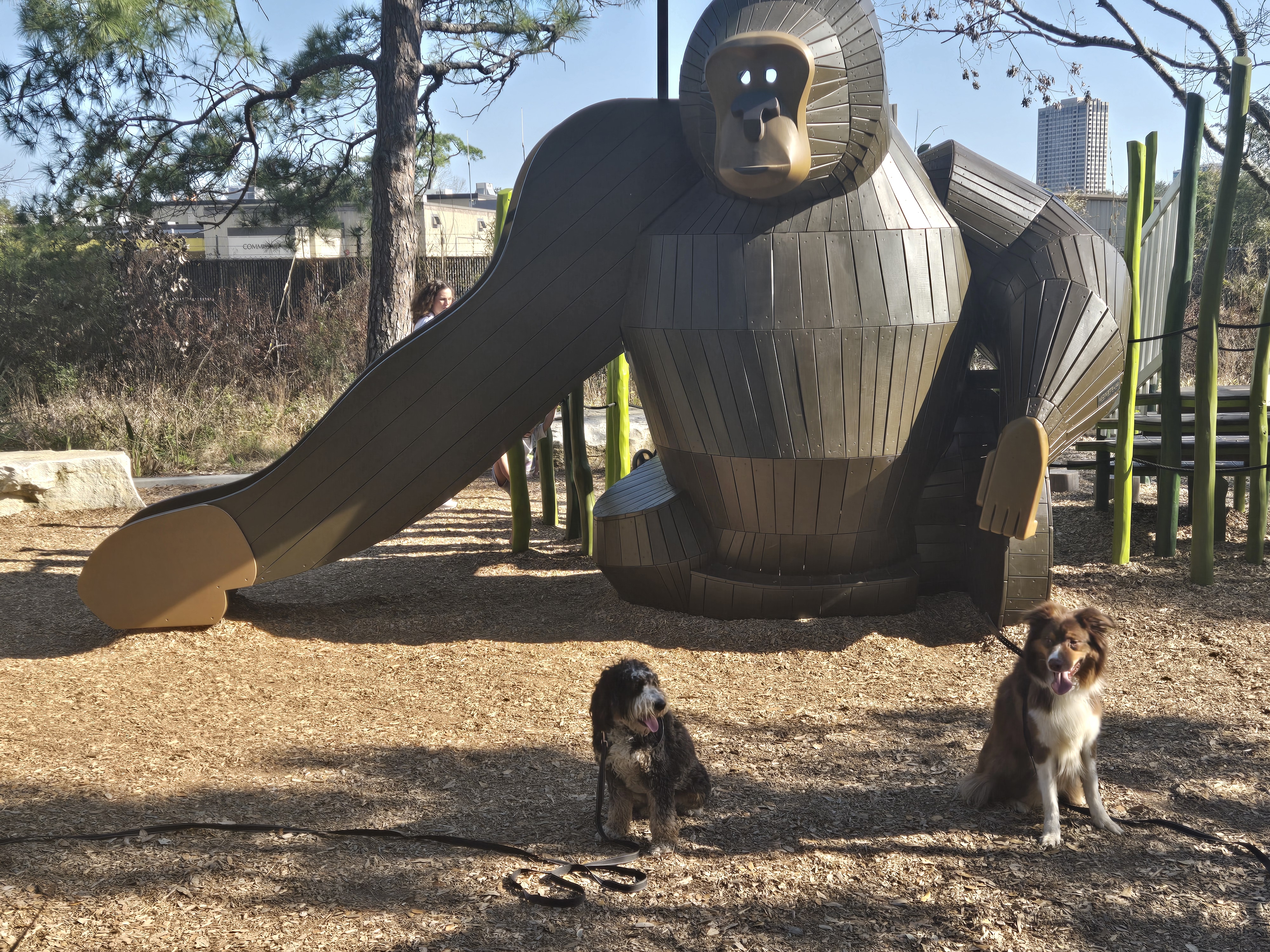 dogs sitting at park