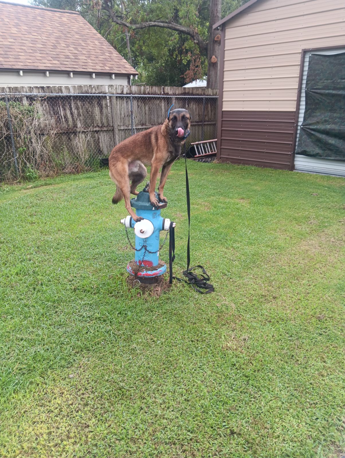 dog balancing on fire hydrant