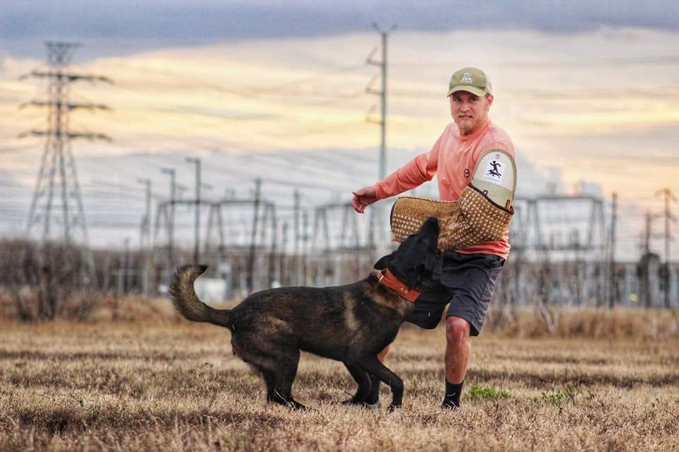 protection dog training