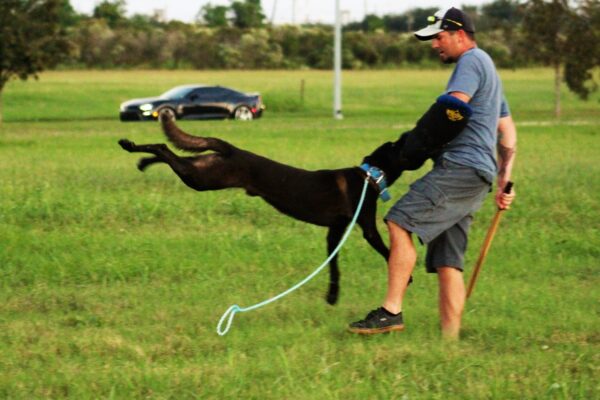 dog training