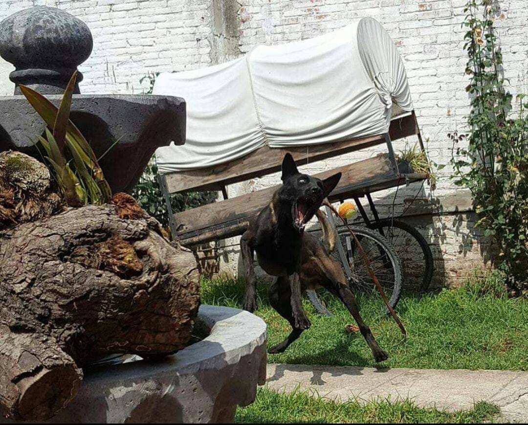 dog catching tennis ball