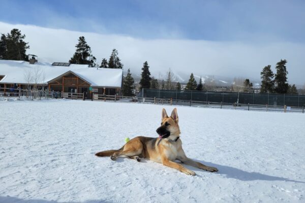 dog training in the snow