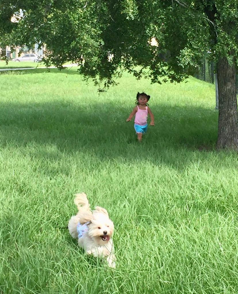 girl playing with dog in grassy field
