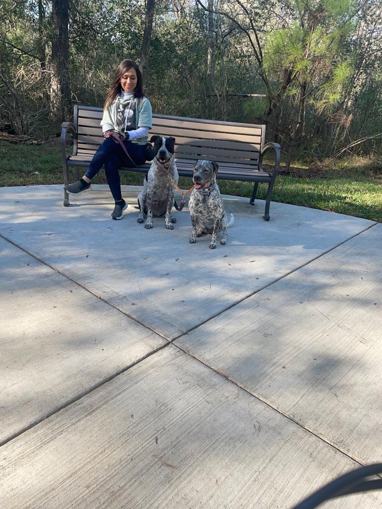 dogs practicing sit command
