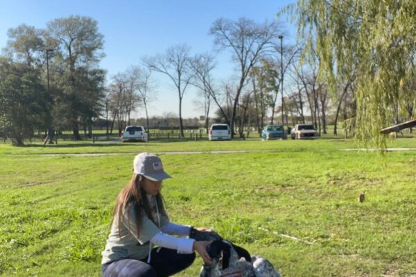 two dogs being trained in a park