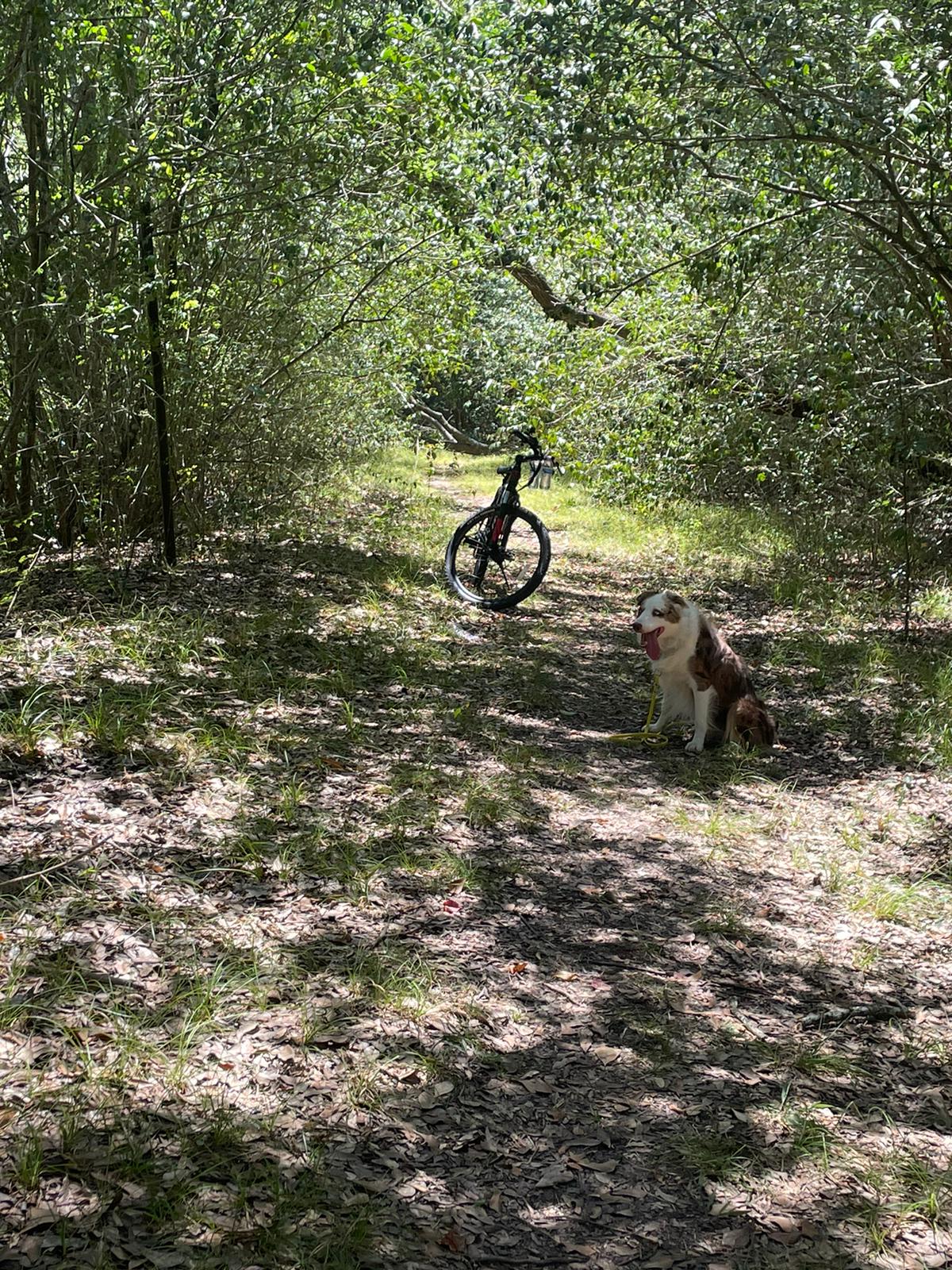 dog walking on trail