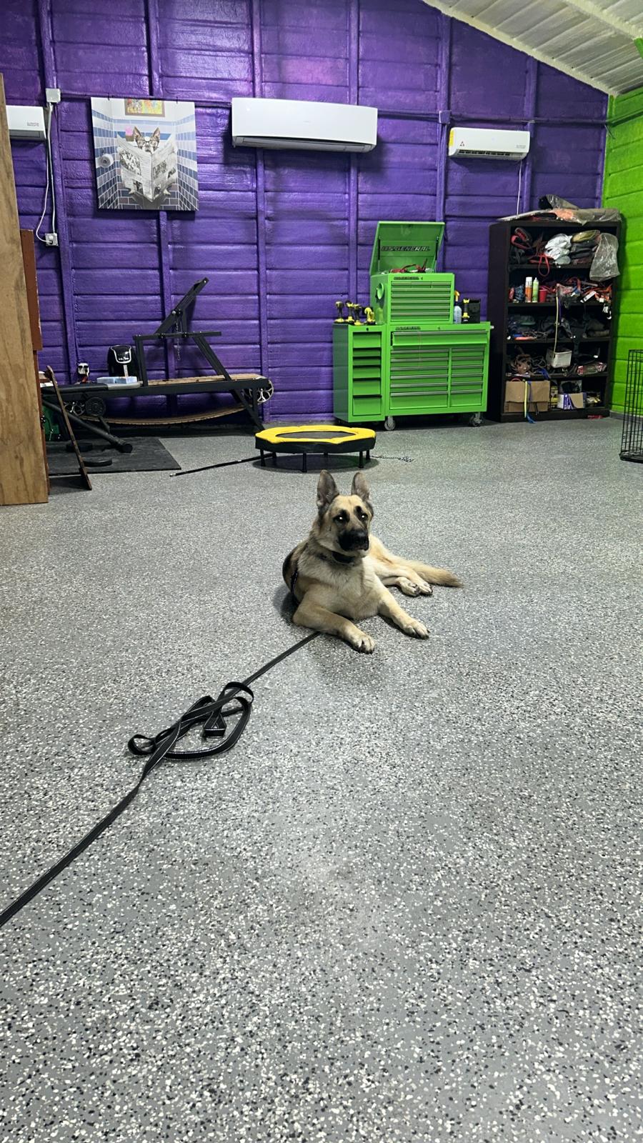 dog at indoor training facility