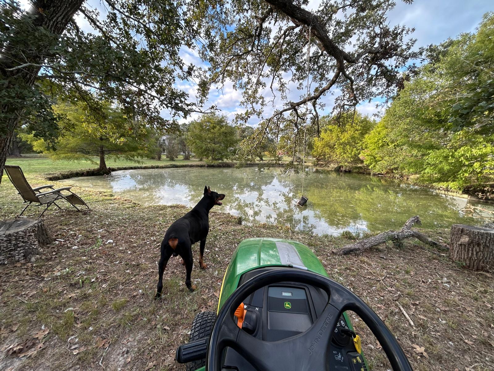 dog playing at pond