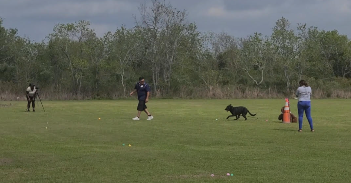 dog training program at park