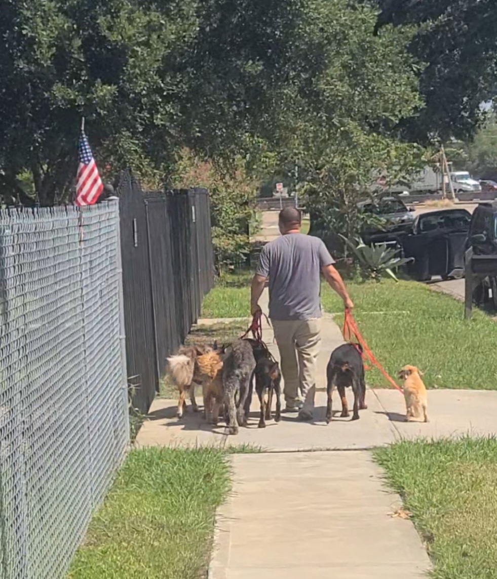 man walking several dogs