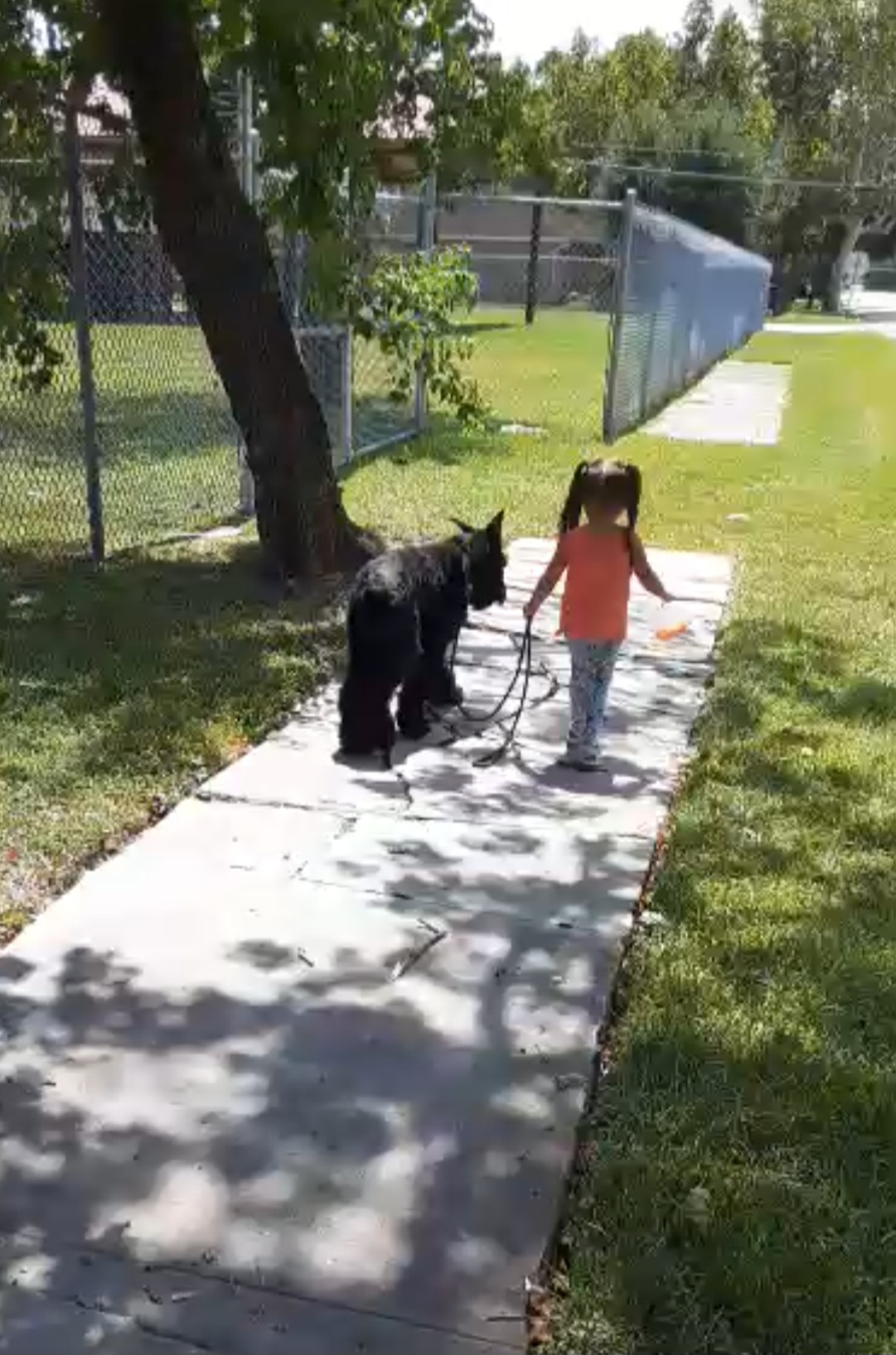small girl walking dog on leash