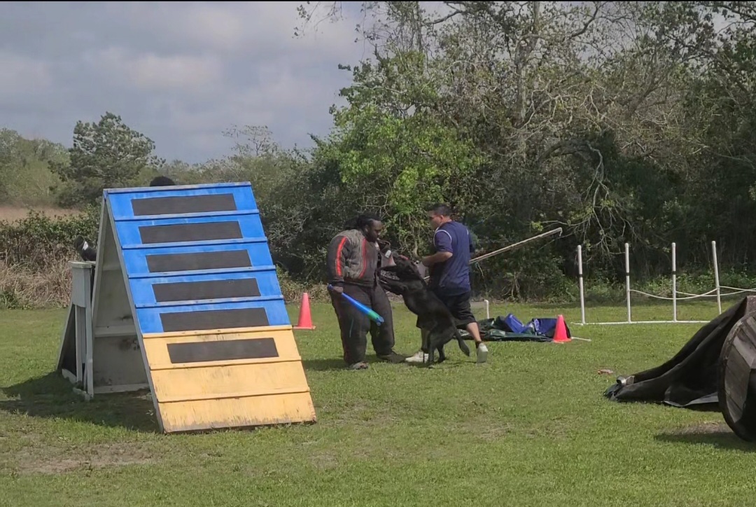 protection dog training
