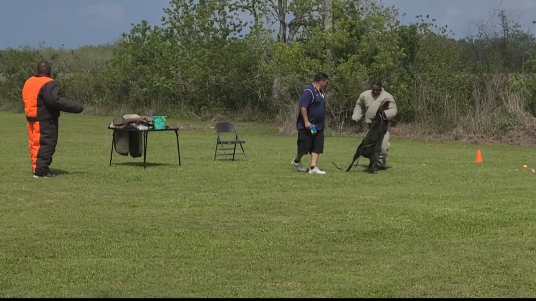 guard dog training