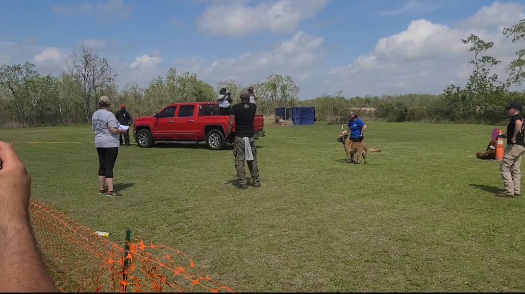 dog trainers working with dogs