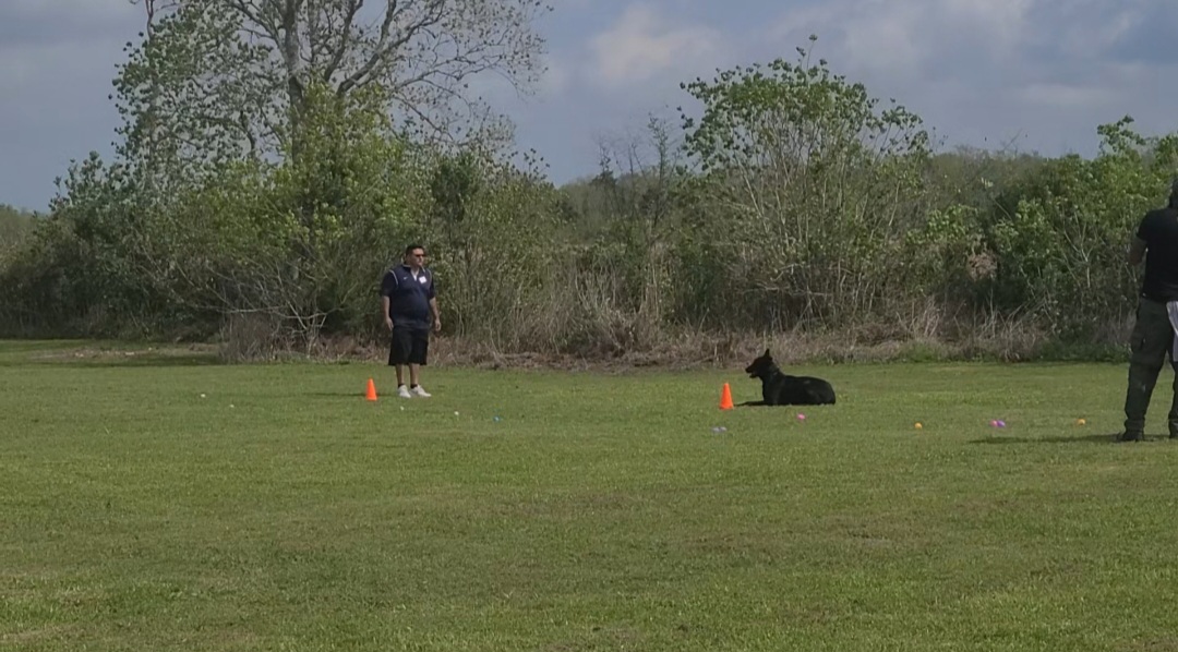 obedience training