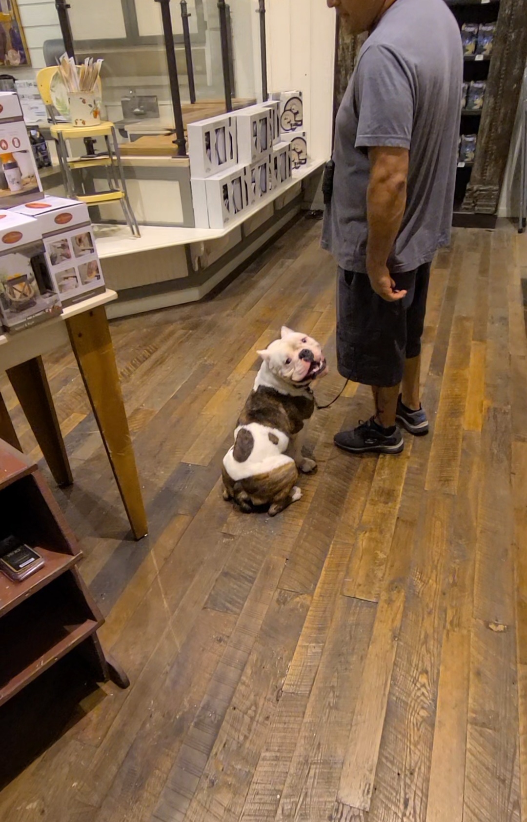 dog practicing leash training with owner