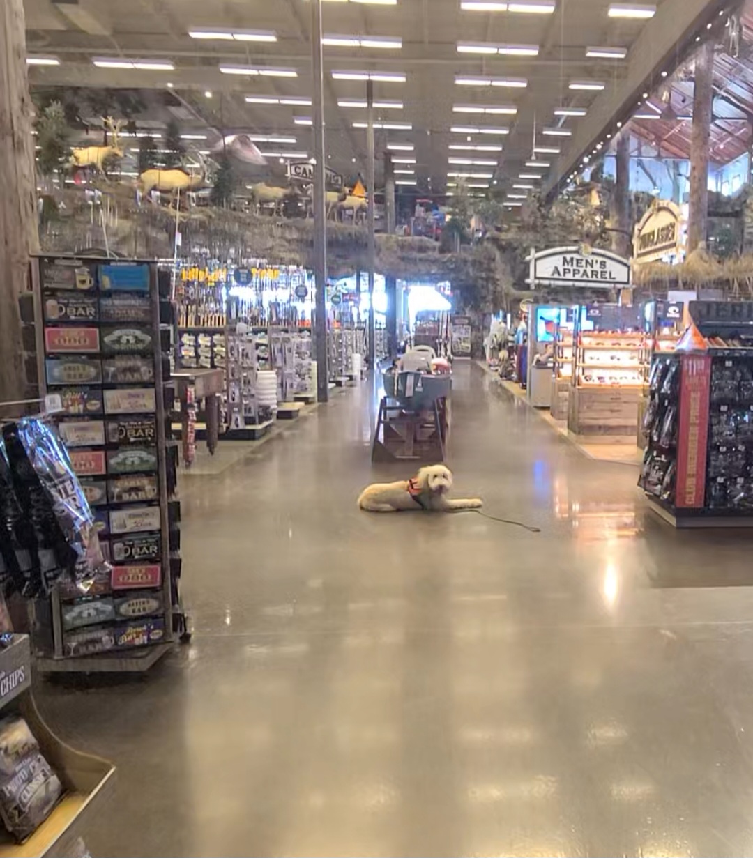 dog practicing commands in store