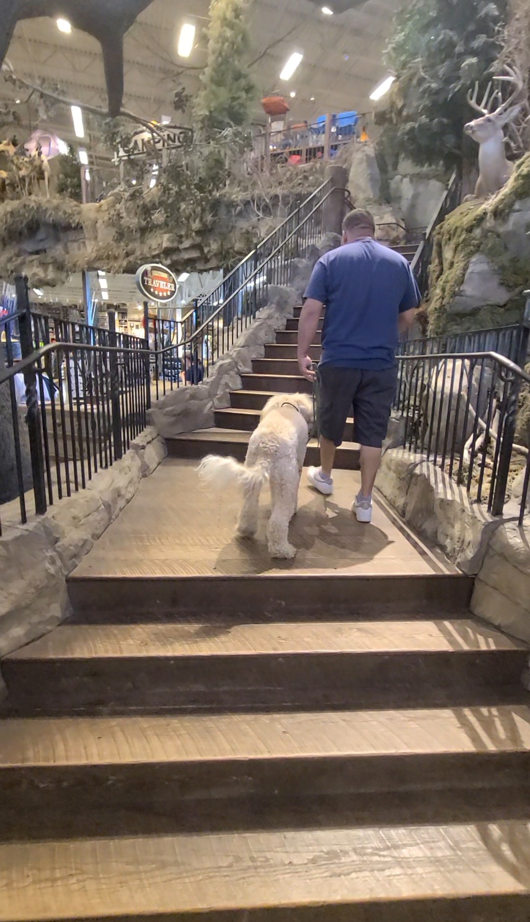 dog walking on leash in store