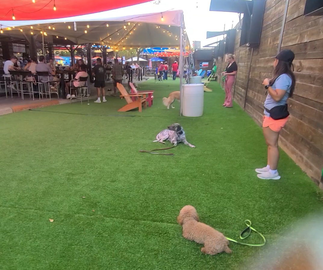 dogs practicing obedience commands at outdoor bar