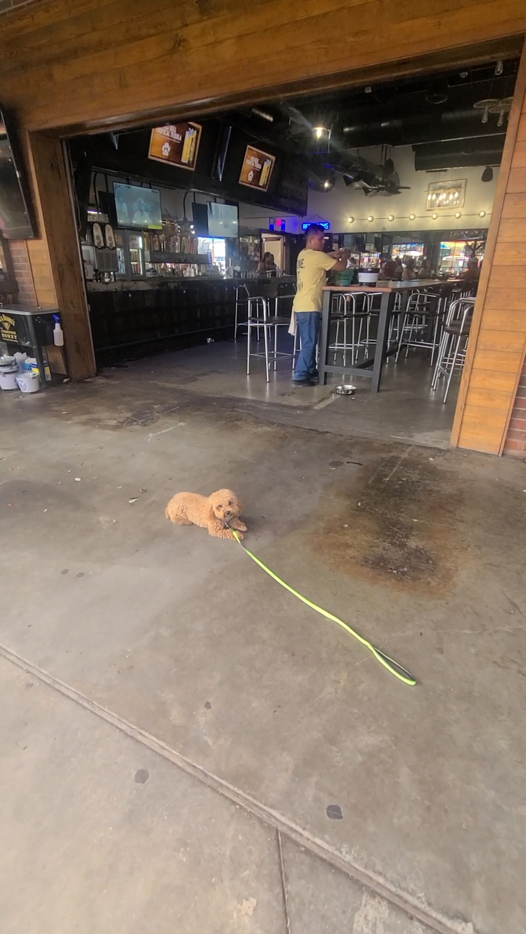 dog training program