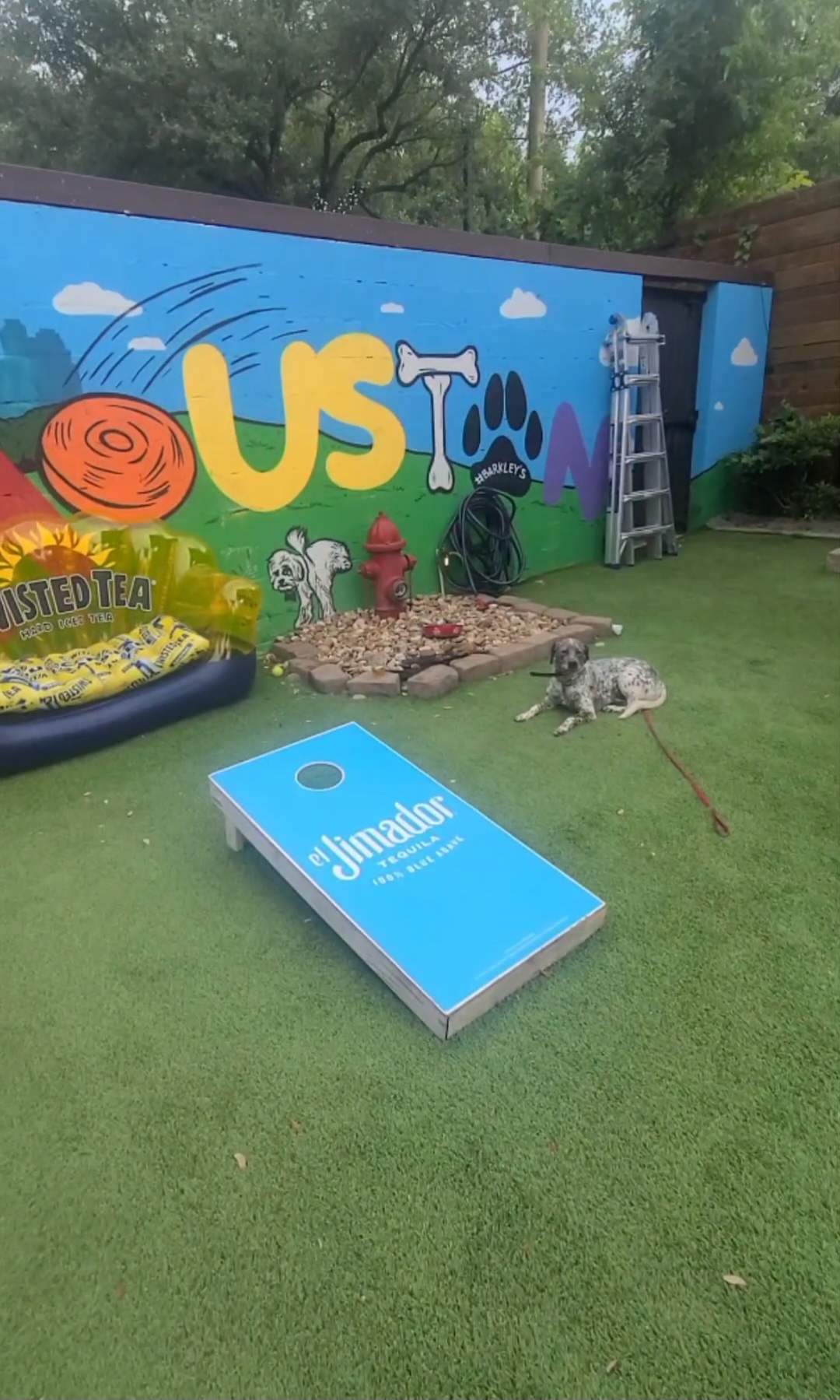 dogs training at outdoor bar