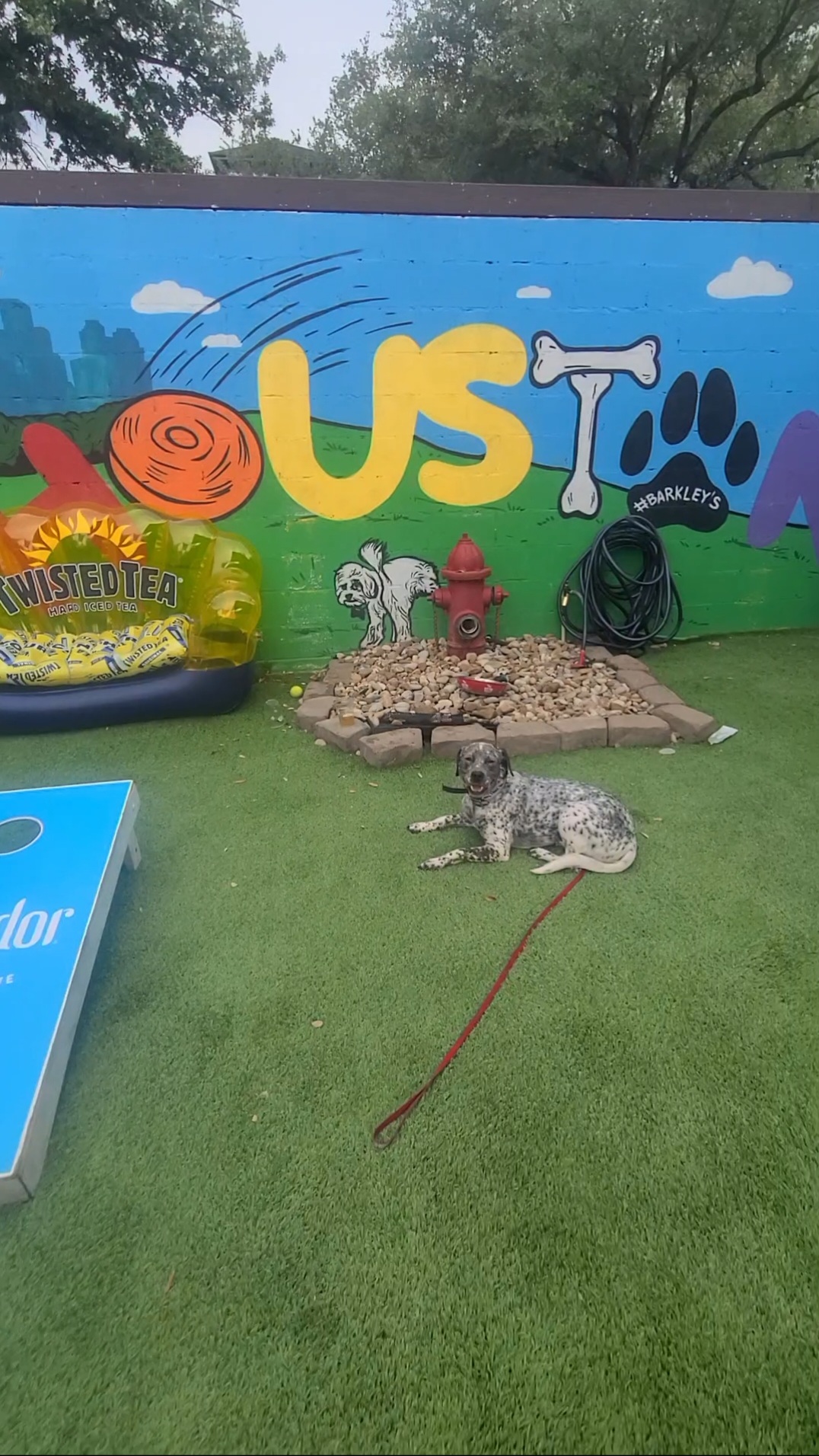dog practicing commands