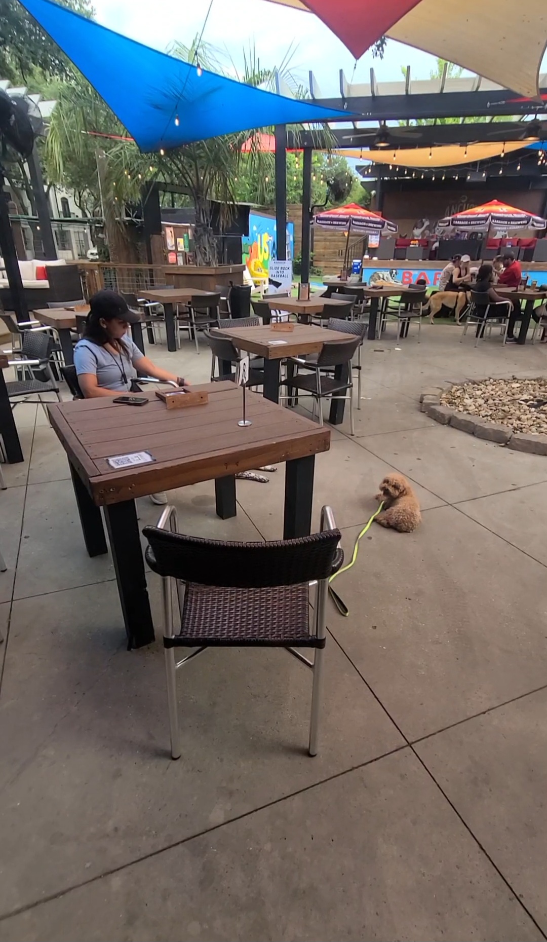 dog at outdoor bar