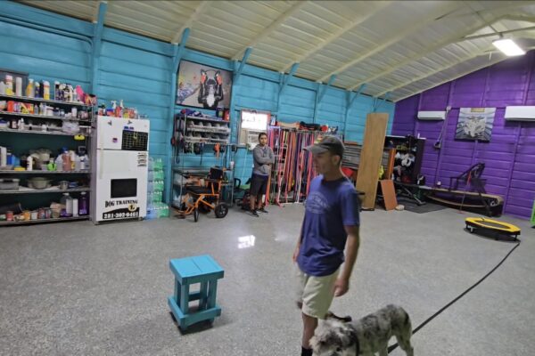 dog training at indoor facility
