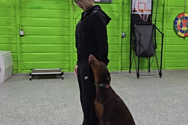 dog practicing commands with owners
