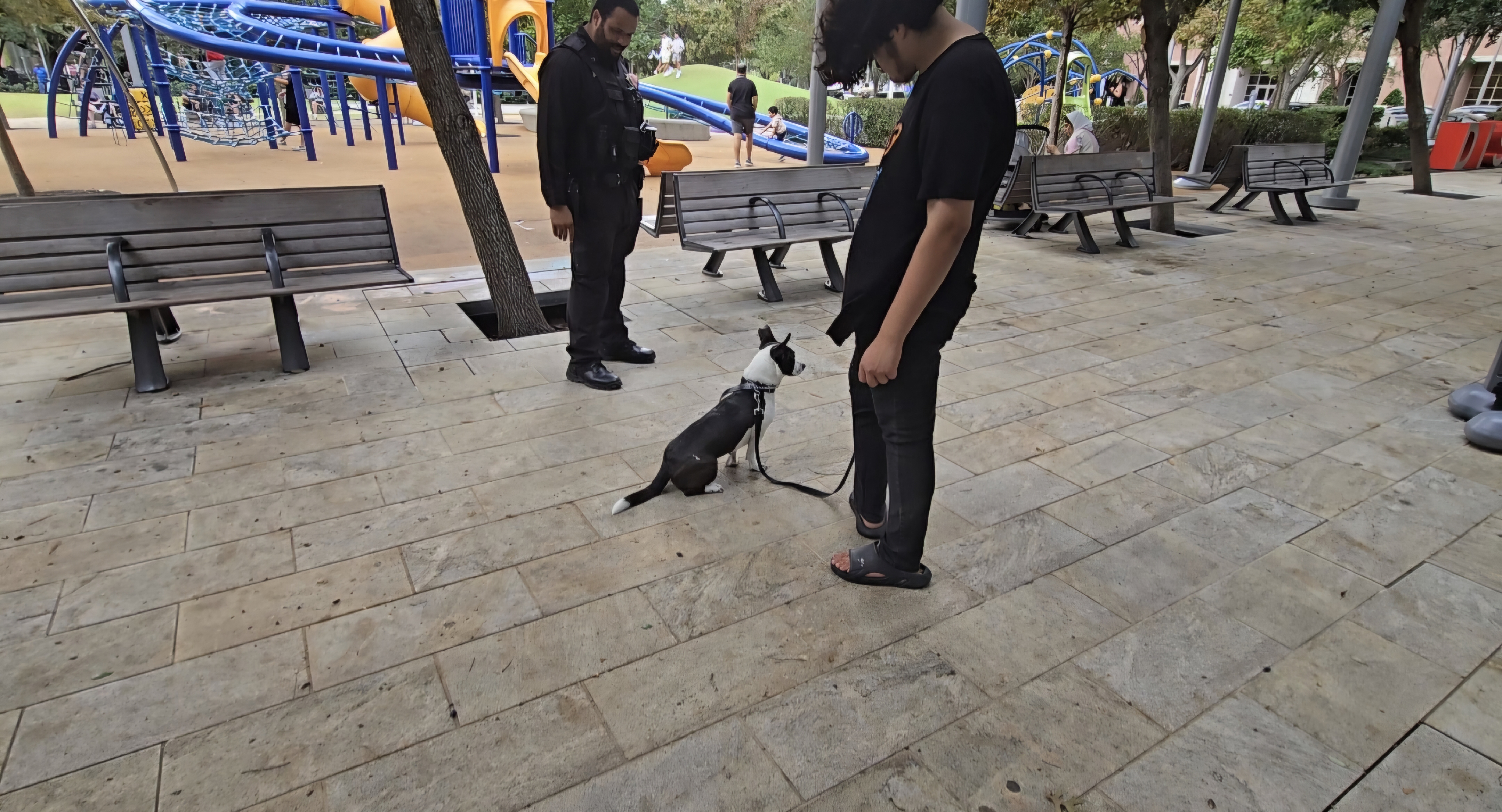 dog sitting at park