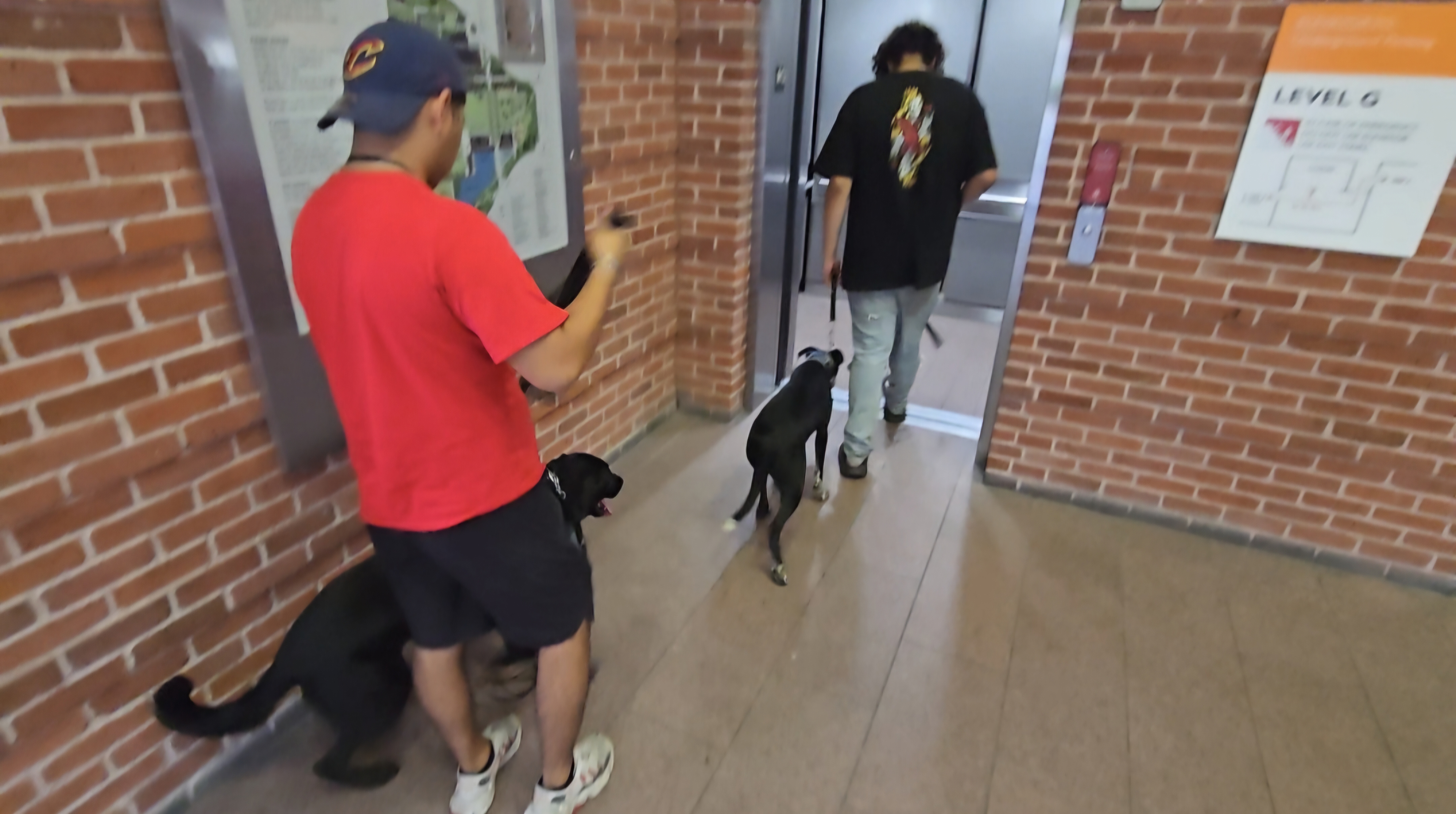 dogs practicing walking on leashes