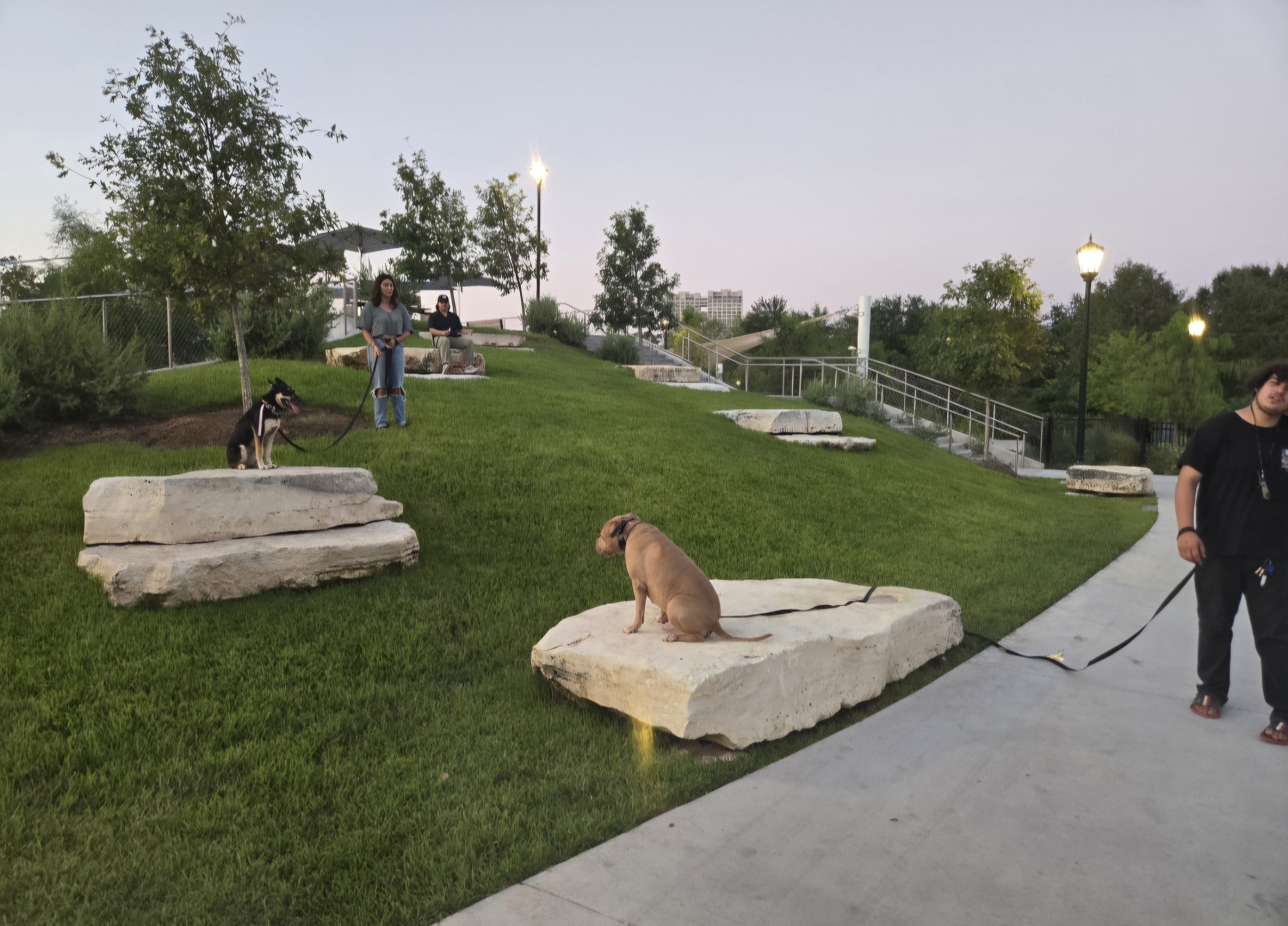dogs practicing walking at park