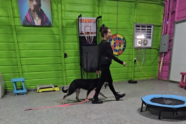 dog practicing walking on leash with owner
